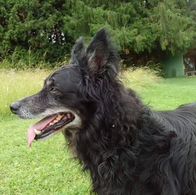 Loulou (ex Roucky)