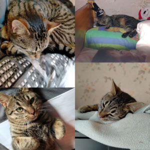 Ramsès (ex Zouzoupet)
