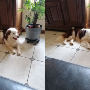 Sysko (ex Pilou)