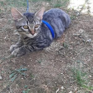 Tigrou (ex Raoul)
