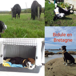Bidule