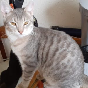 SAHARA