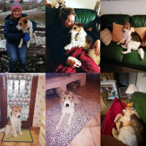 Filou (ex Goldorak)