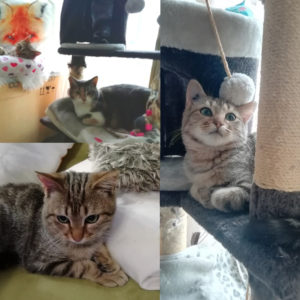 Cookie (ex Galilée)