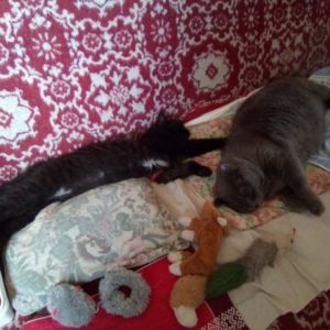 Guiguitte (ex Biscuit)