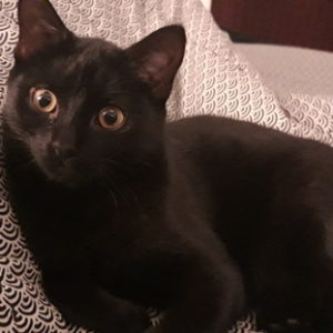 Bonnie (ex Shanga)