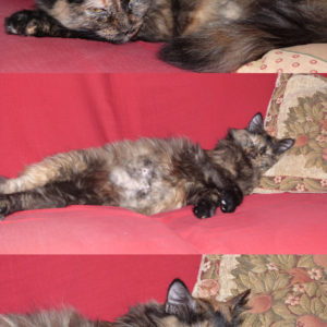 Cannelle (ex Nymeria)