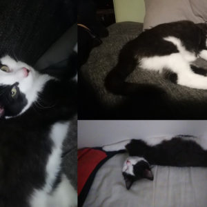 Chaplin (ex Looney)