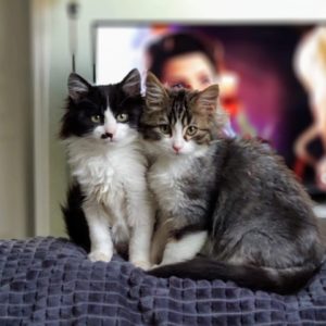 Les chatons