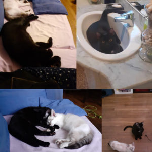 Dorian (ex Nino) et Hadès (ex Pensée)