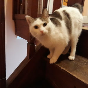 Gwendy (ex Pounette)