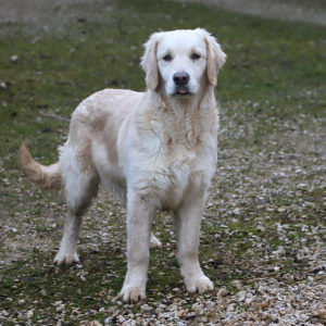 SVEN