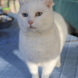NEIGE