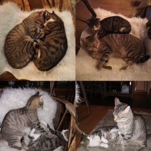 Pépito et Kawaï