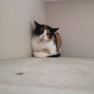 Lolita