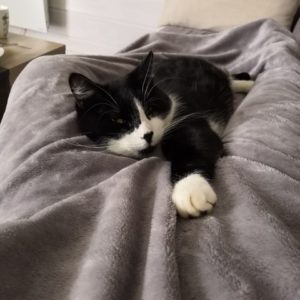 Merlin (ex Maxou)