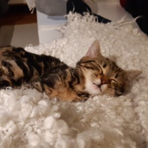 Nikita (ex Charly)
