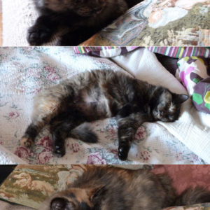 Canelle (ex Nymeria)