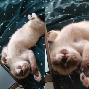 Pamplemousse