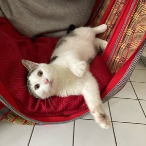 Pompon (ex Popo)