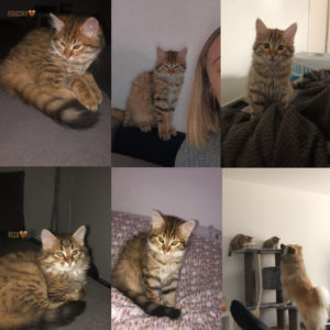 Roucky et Rox (ex Thirion et Theon)