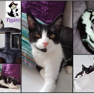 Figaro