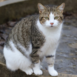 PTIT MINOU