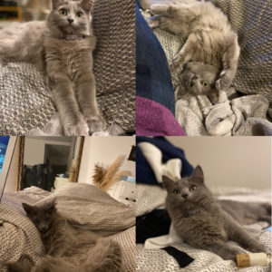 Mila (ex Olive)