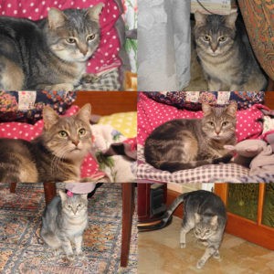Noisette (ex Minette)