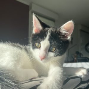 NAYA