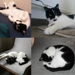 Piwie (ex Poupée)