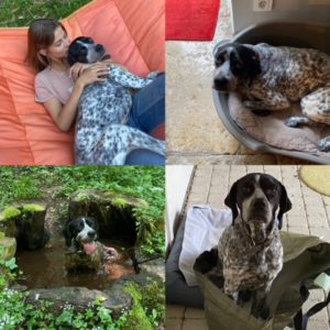 Pongo