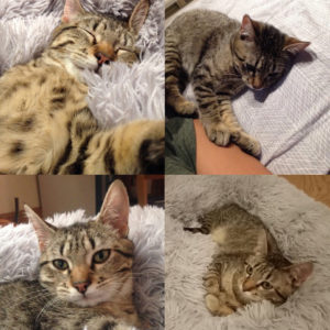 Princesse (ex Suricat)