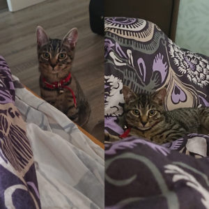 Saba