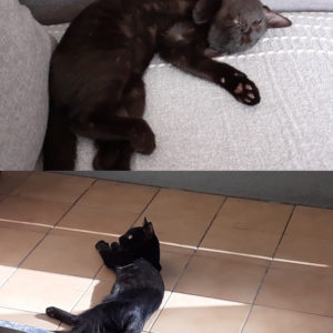 Samba