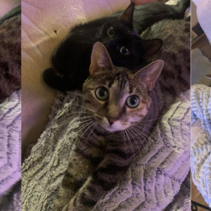 Myla et Loky