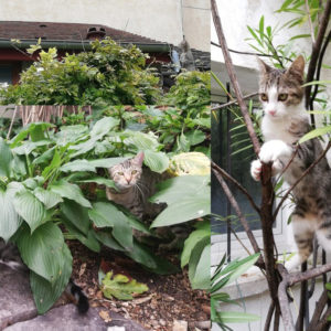Kawai et Pépito