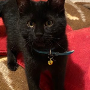 SIRIUS