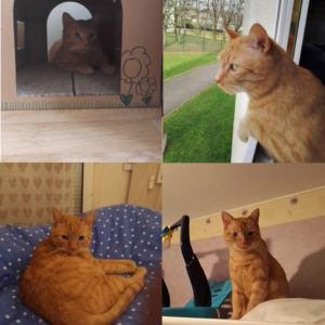 Thomas (ex Karotte)