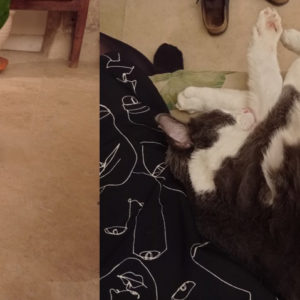 Yoga (ex Yoda)