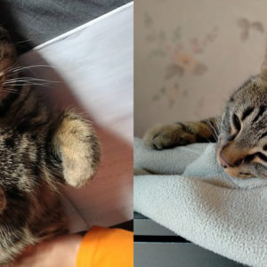 Zouzoupet