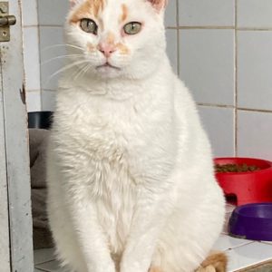 TITOU