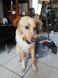 Kiya