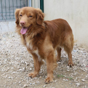 RINTINTIN