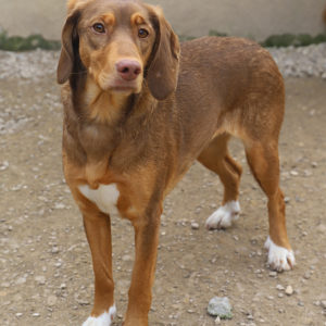 SULTANE