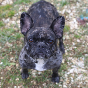 BELLA