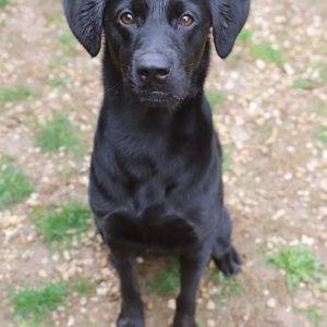 IGOR