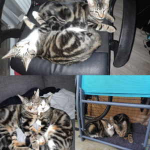 Sherlock et Shelby