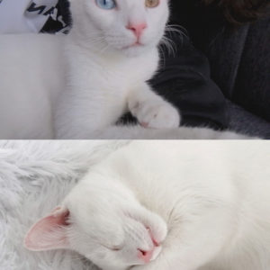 Newton (ex Tanooki)