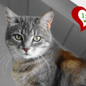 Noisette (ex Minette)